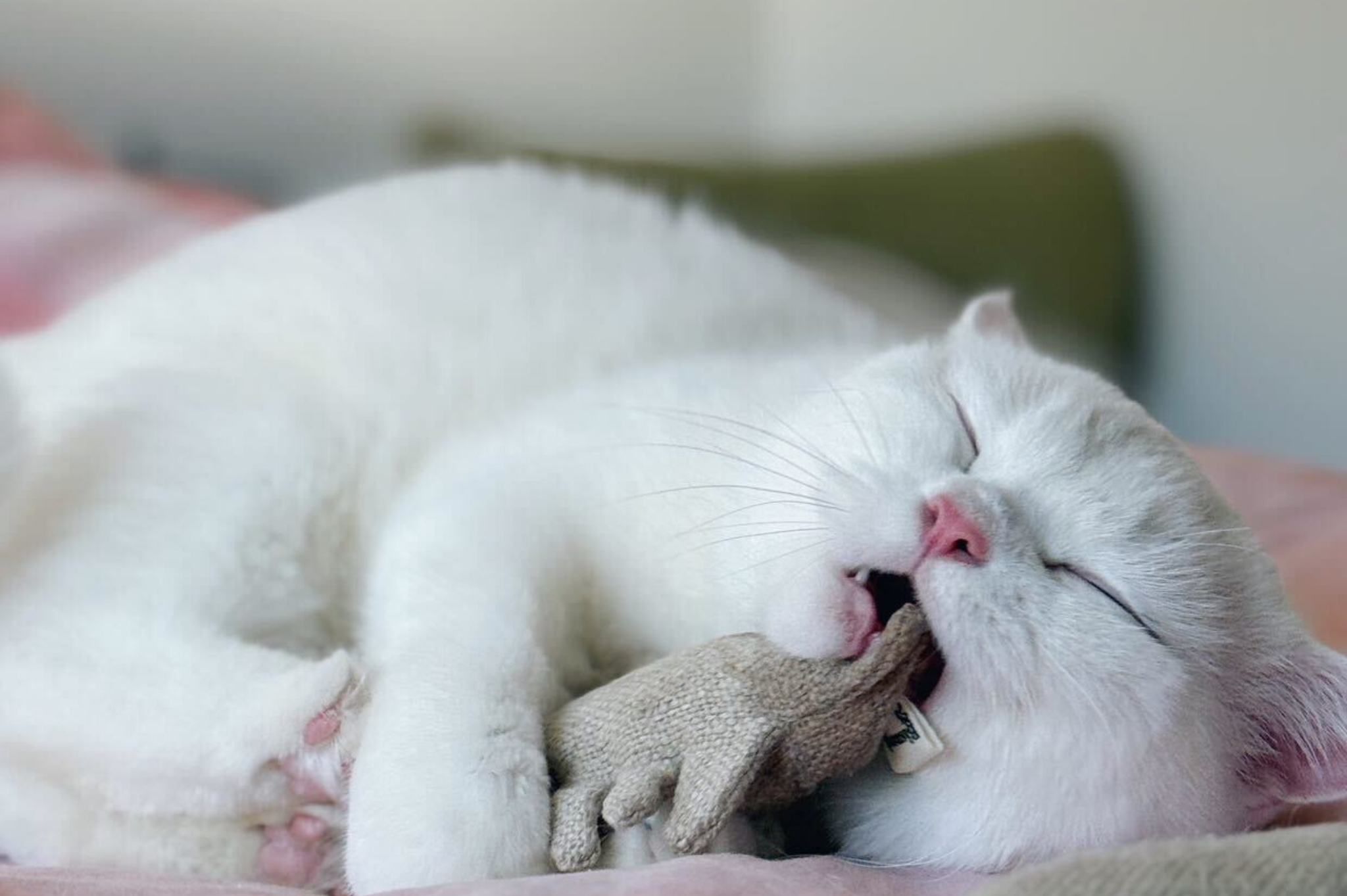 Fish Bone Catnip Toys | Set of 2