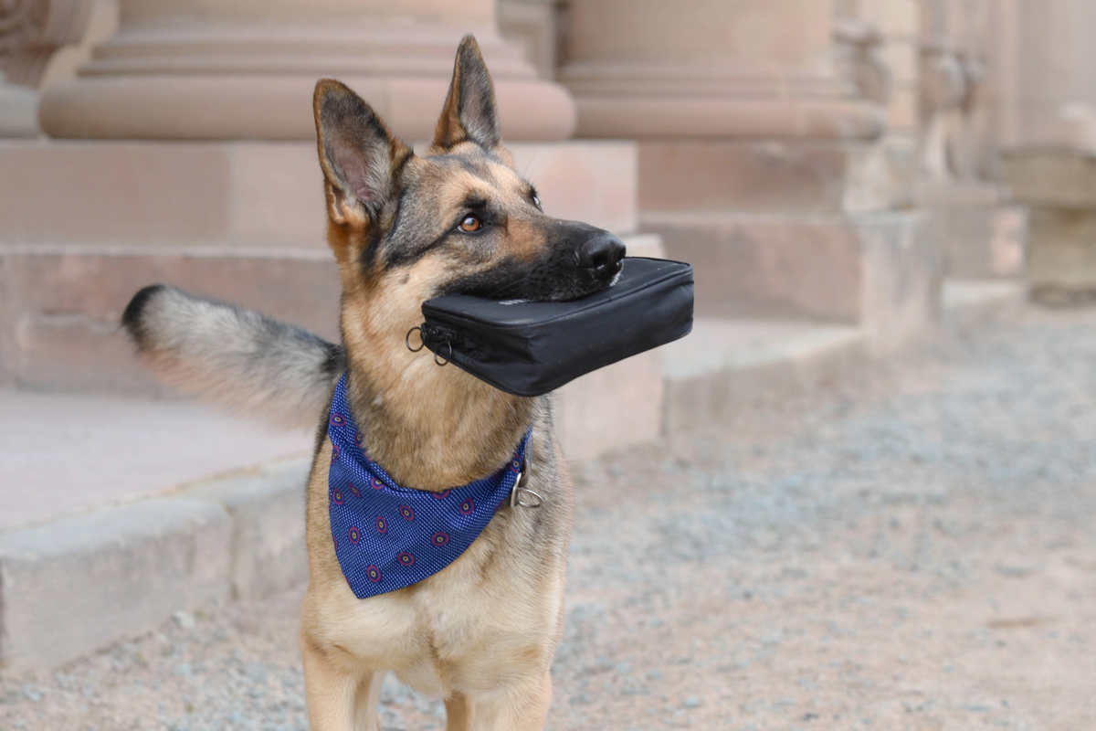 Rinse-free Pawpad Cleanser