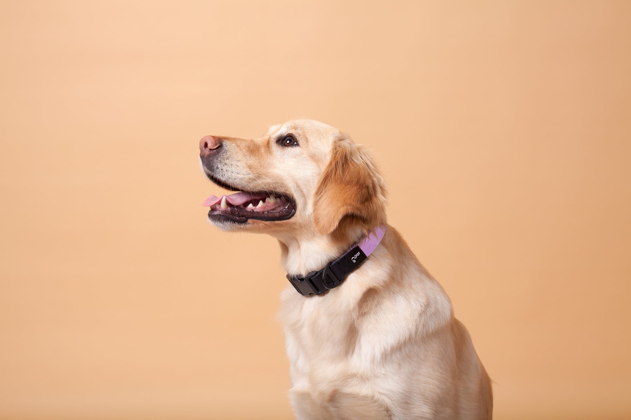 Streetstyle Collar in Candy Pink & Black