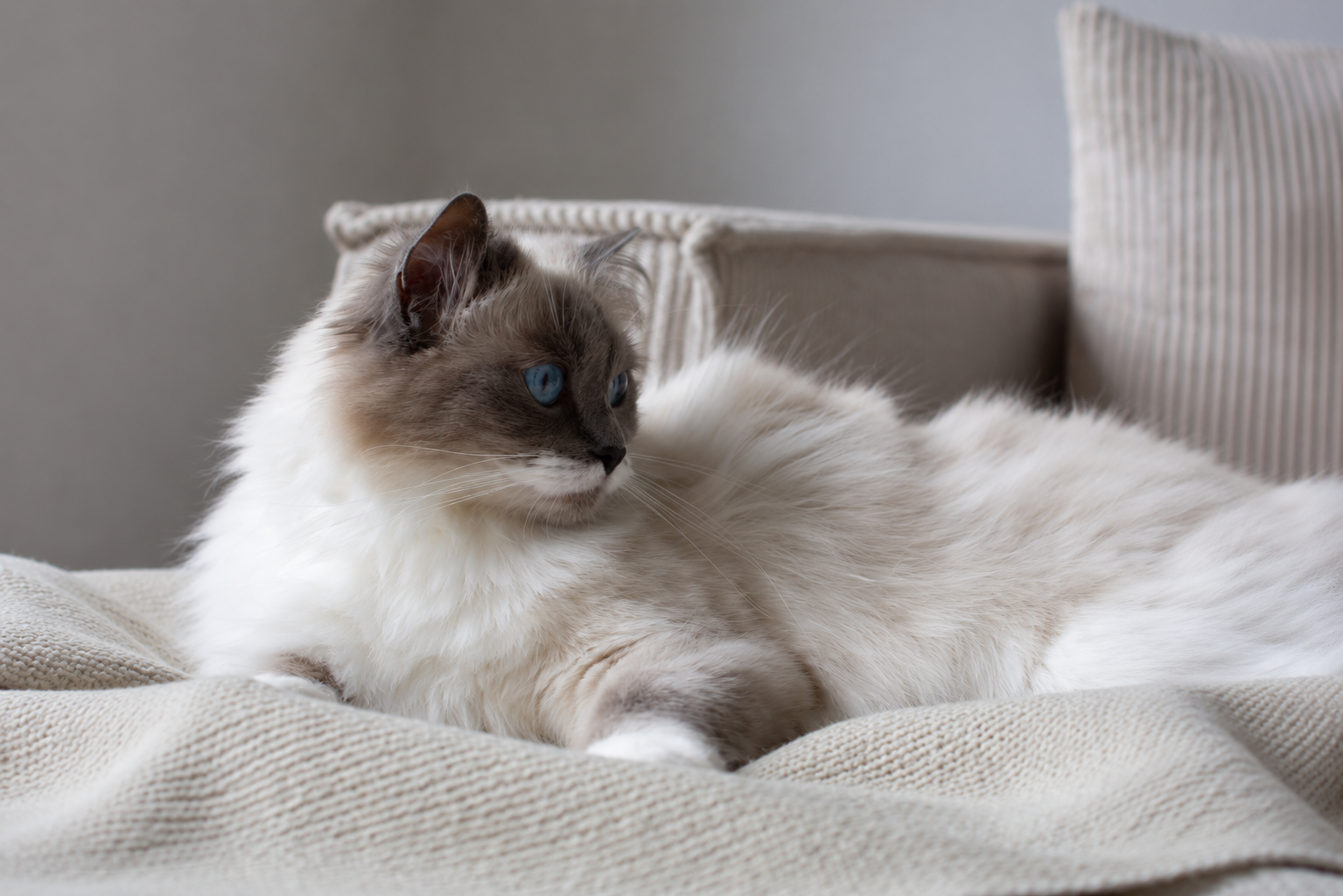 Eine Bismarck&Co Story mit Maya, Caven, Nero & Milky von @cavenandnero