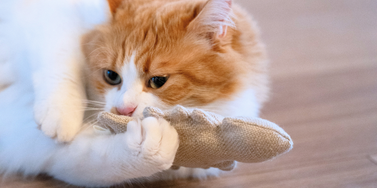 Catnip Toys