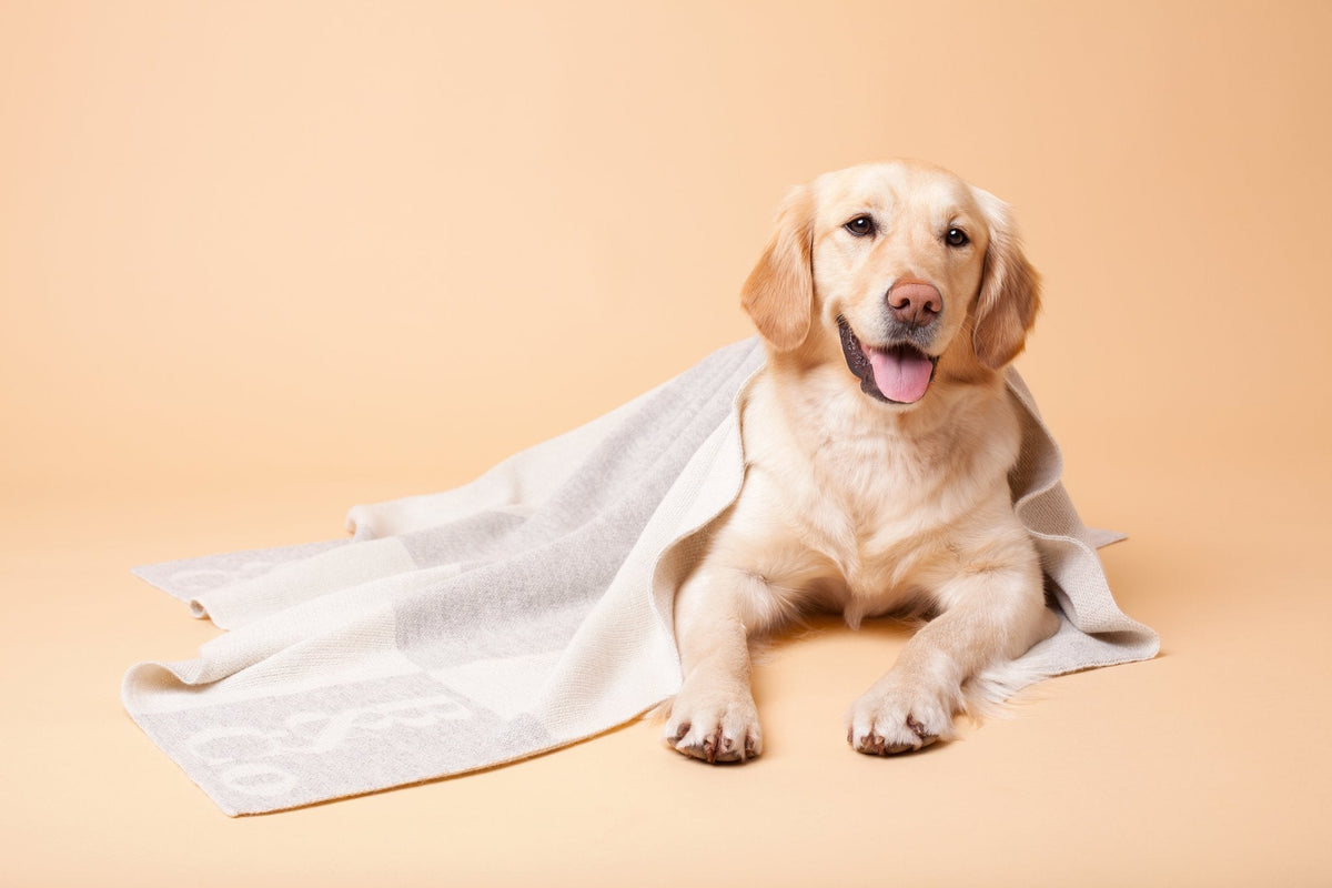 For Dogs