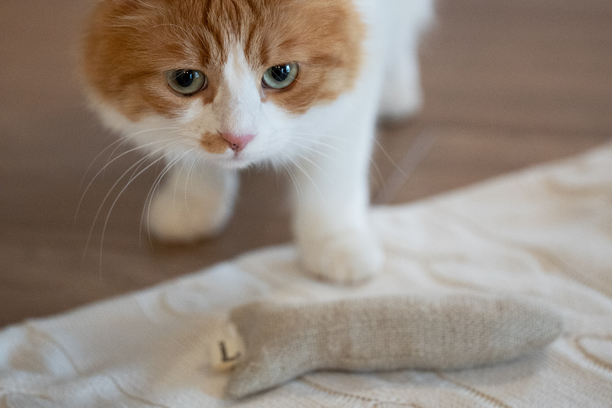 Sardine Catnip Toys | Set of 2