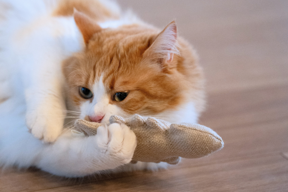 Fish Bone Catnip Toys | Set of 2