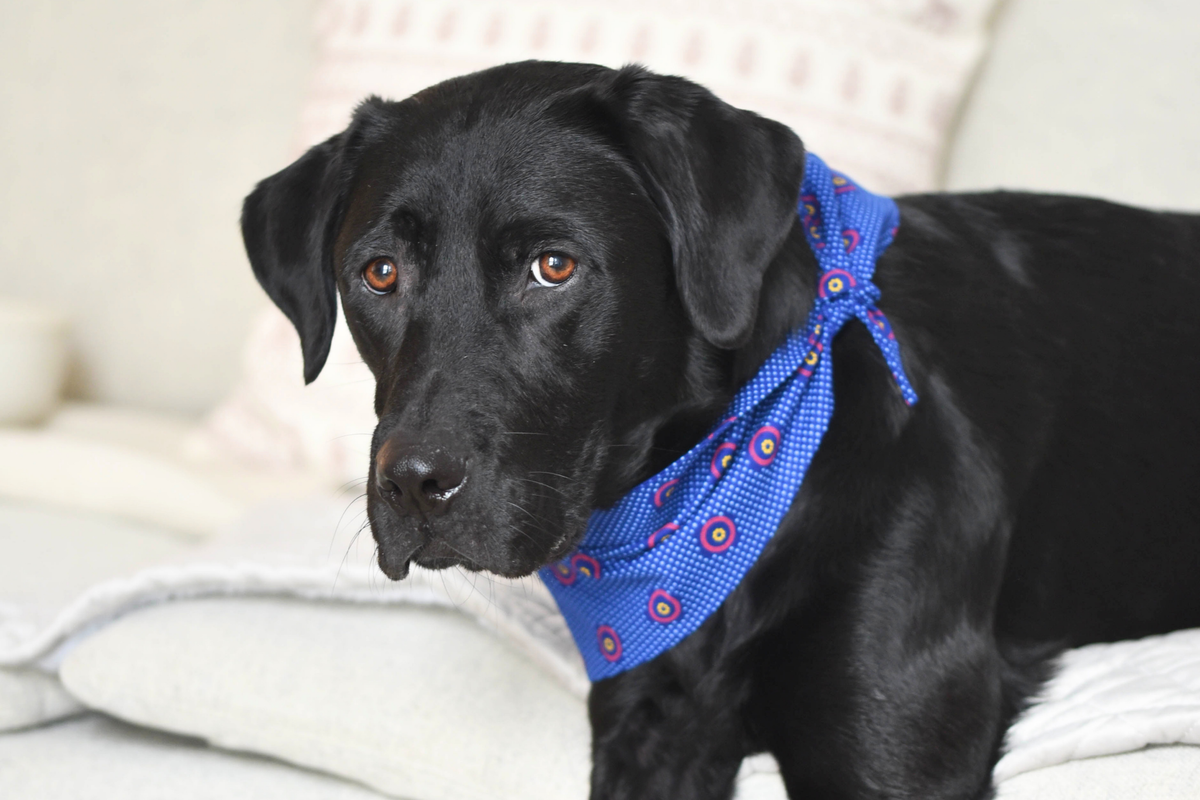 Bandana in Dark Blue Shweshwe