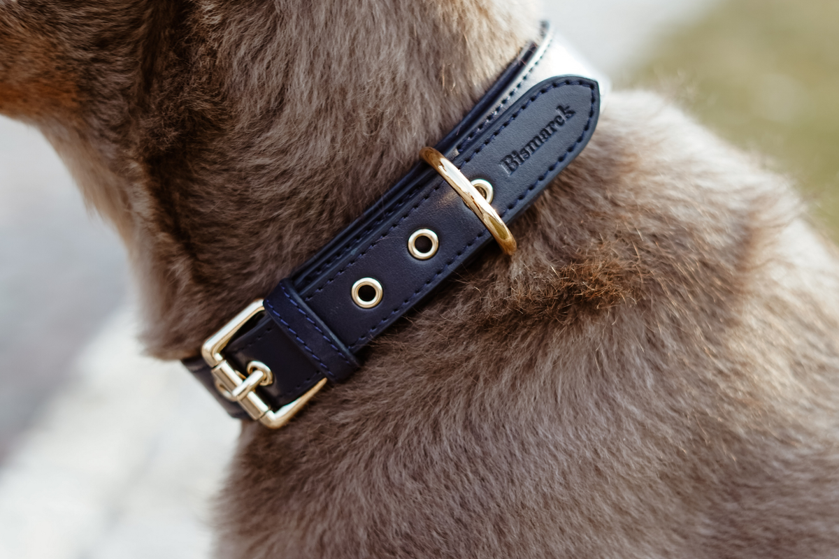 Apple Leather Collar in Royal Blue