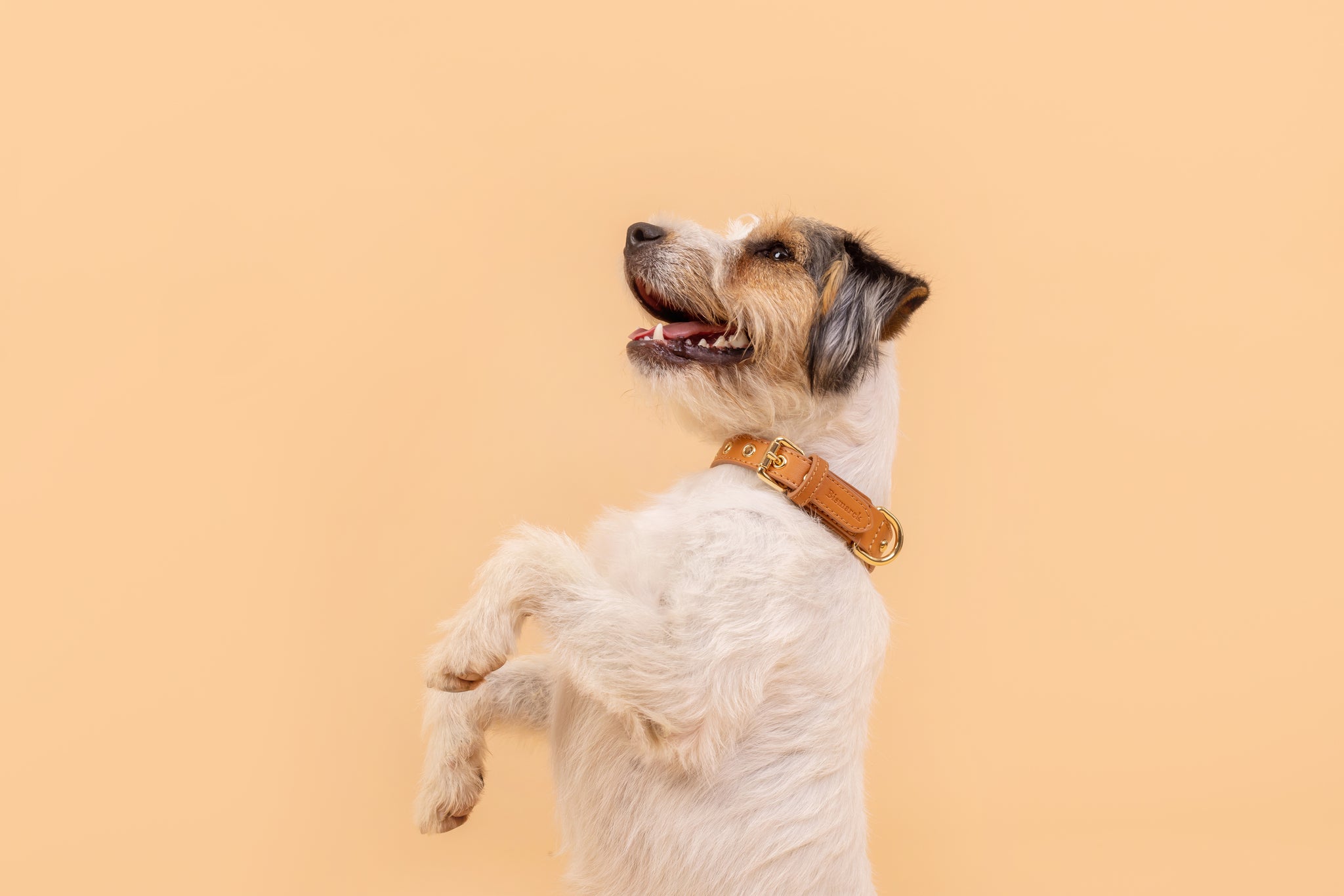 Apple Leather Collar in Camel
